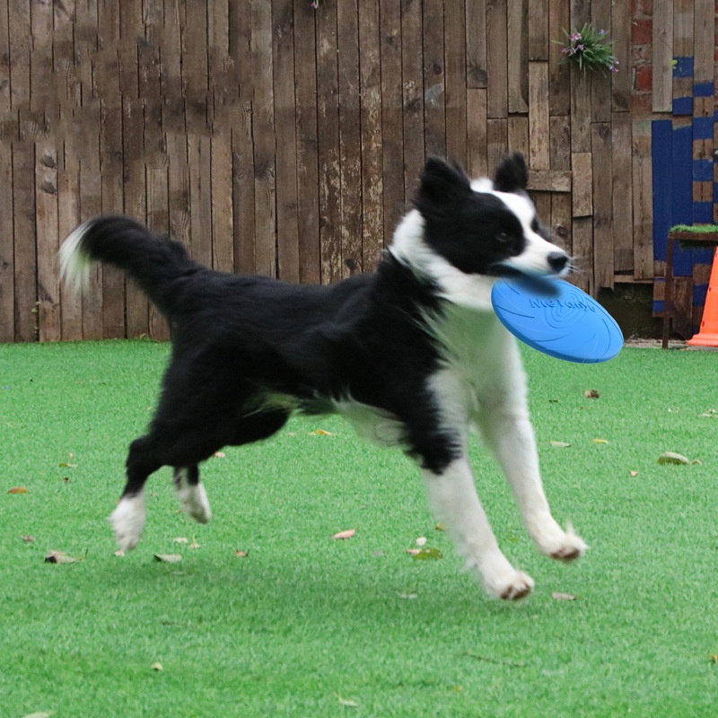 Jouets disques volants résista - Flying Disc Dog Training Toy avis et prix