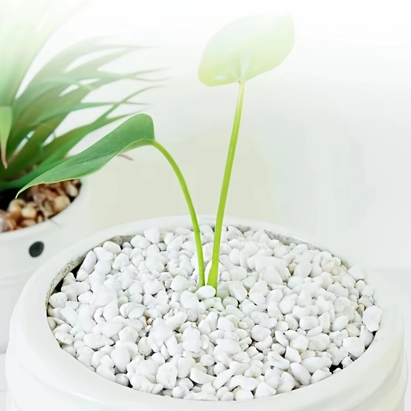 Orchidée succulente en perles  - Pet Beds avis et prix