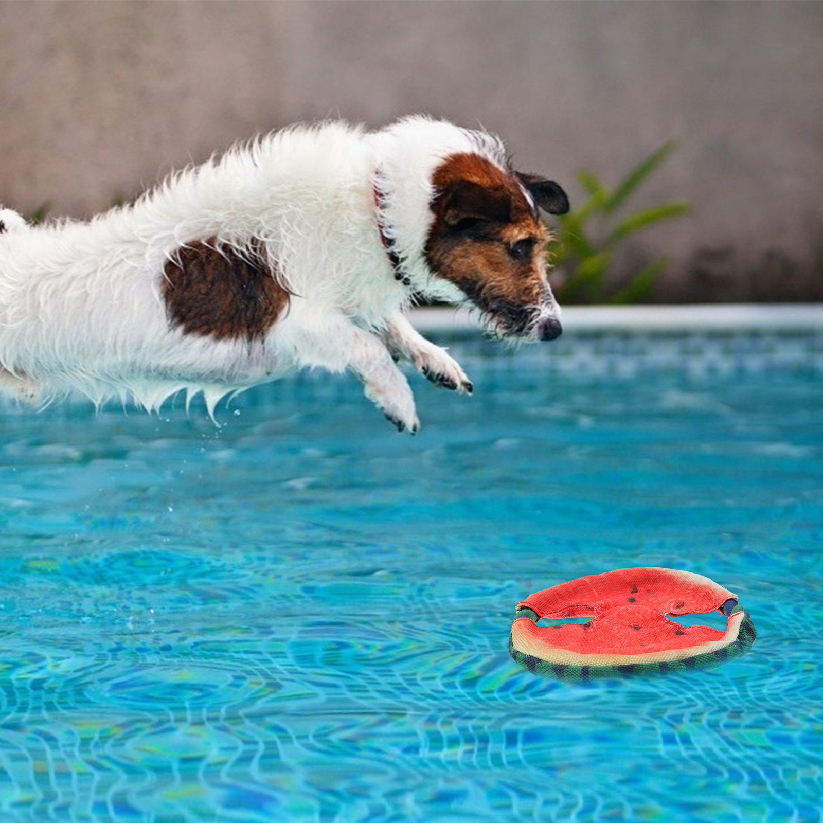 Disque volant pour chien, moti - Flying Disc Dog Training Toy avis et prix